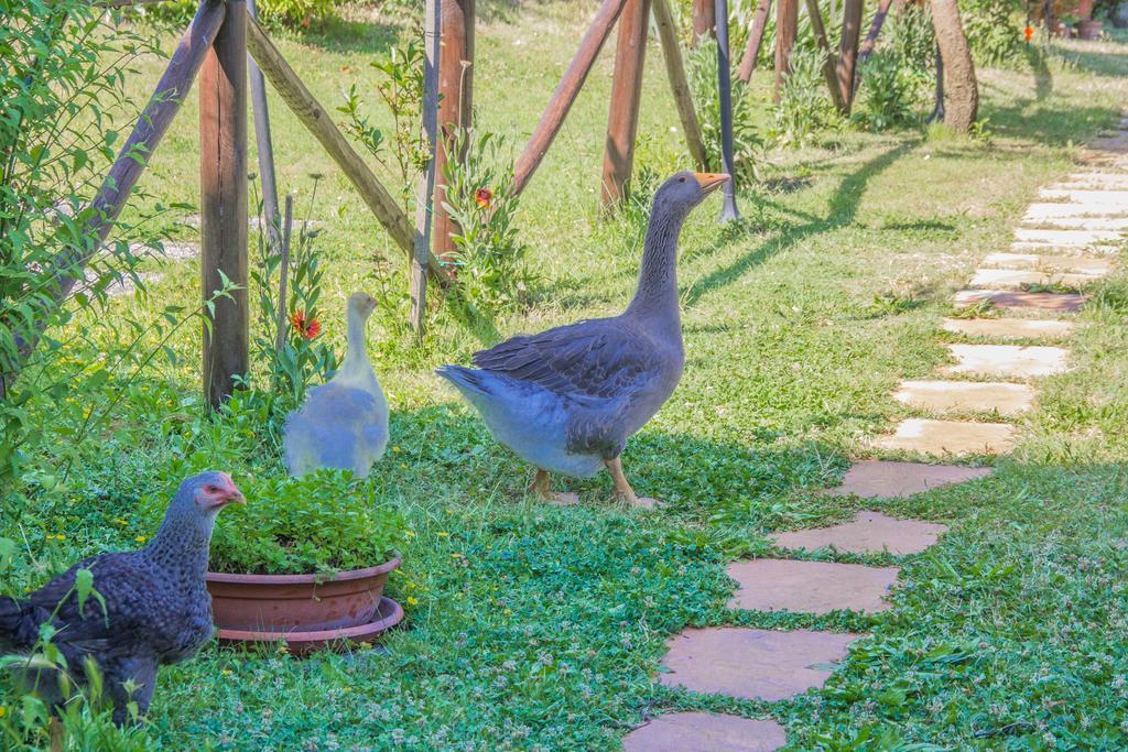 I Due Cipressi Guest House Torrenieri Екстериор снимка